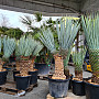 Yucca Rigida 30cm kmeň, mrazuvzodrná do -15C