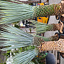 Yucca Rigida 30cm kmeň, mrazuvzodrná do -15C