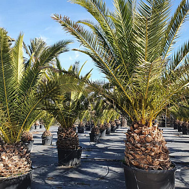 PHOENIX CANARIENSIS 25lt