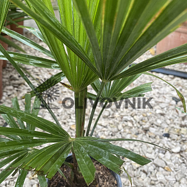 Trachycarpus fortunei - Chamaerops excelsa /65cm