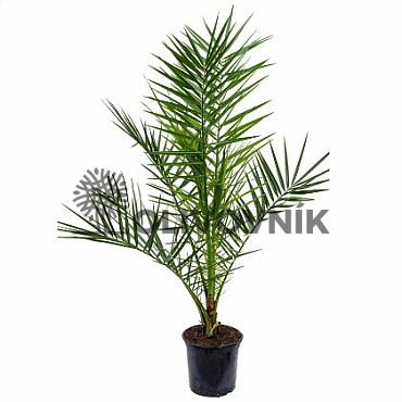 PHOENIX CANARIENSIS 180/220cm