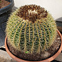 Echinocactus Grusonii - 40cm *** AKCIA ***