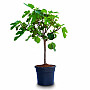 FICUS CARICA PREMIUM - GRANDE (160-200cm)