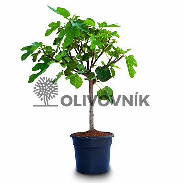 FICUS CARICA - Figovník 35lt (120 - 140cm)