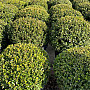 Buxus Sempervirens - Krušpán stálezelený