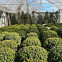 Buxus Sempervirens - Krušpán stálezelený