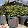 Buxus Sempervirens - Krušpán stálezelený