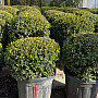 Buxus Sempervirens - Krušpán stálezelený