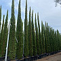 Cyprus vždyzelený - Cupressus Sempervirens Stricta - Totem