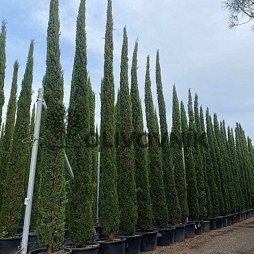 Cyprus vždyzelený - Cupressus Sempervirens Stricta - Totem EXTRA