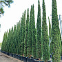 Cyprus vždyzelený - Cupressus Sempervirens Stricta - Totem