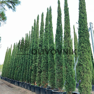 Cyprus vždyzelený - Cupressus Sempervirens Stricta - Totem EXTRA