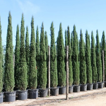 Cyprus vždyzelený - Cupressus Sempervirens Stricta - Totem EXTRA