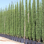 Cyprus vždyzelený - Cupressus Sempervirens Stricta - Totem