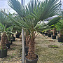 Trachycarpus Fortunei - mrazuvzdorná palma (-17C) / TOP CENA