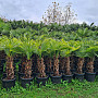 Trachycarpus Fortunei - mrazuvzdorná palma (-17C) / TOP CENA