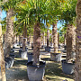 Trachycarpus Fortunei - mrazuvzdorná palma (-17C) / TOP CENA