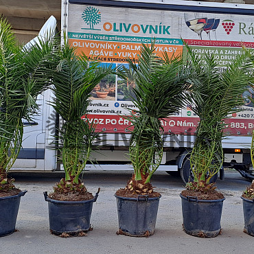 PHOENIX CANARIENSIS 180/220cm