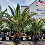 PHOENIX CANARIENSIS 30/50 kmeň