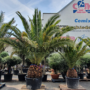 PHOENIX CANARIENSIS 60/80 kmeň