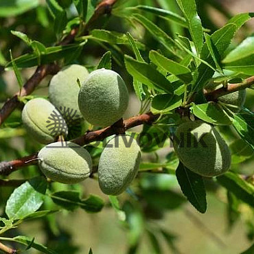 PRUNUS DULSIS - Mandľovník / 25lt