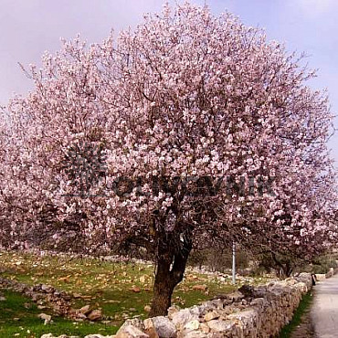 PRUNUS DULSIS - Mandľovník / 25lt