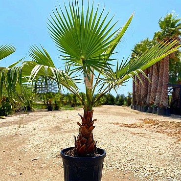 Washingtonia Robusta 220/240cm